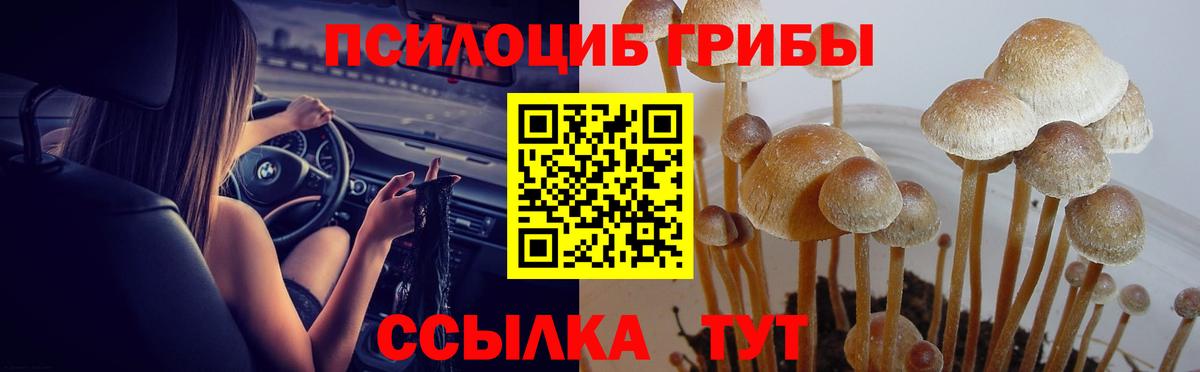 Галлюциногенные грибы Cubensis Саров